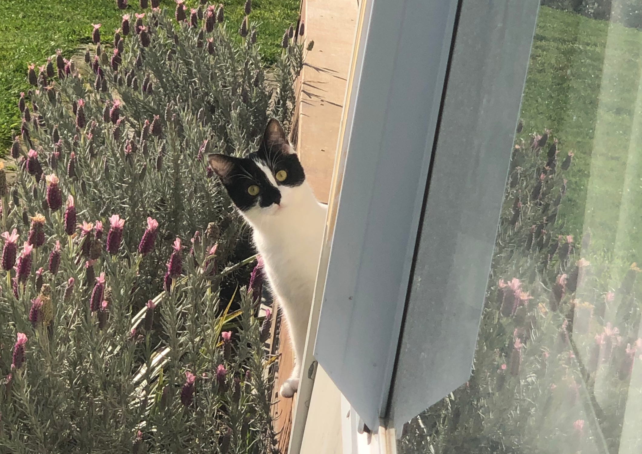 What's new pussy cat? 